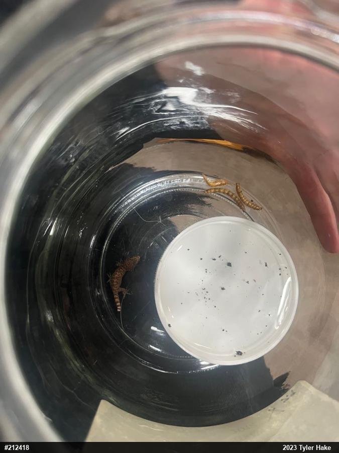 Mediterranean House Geckos