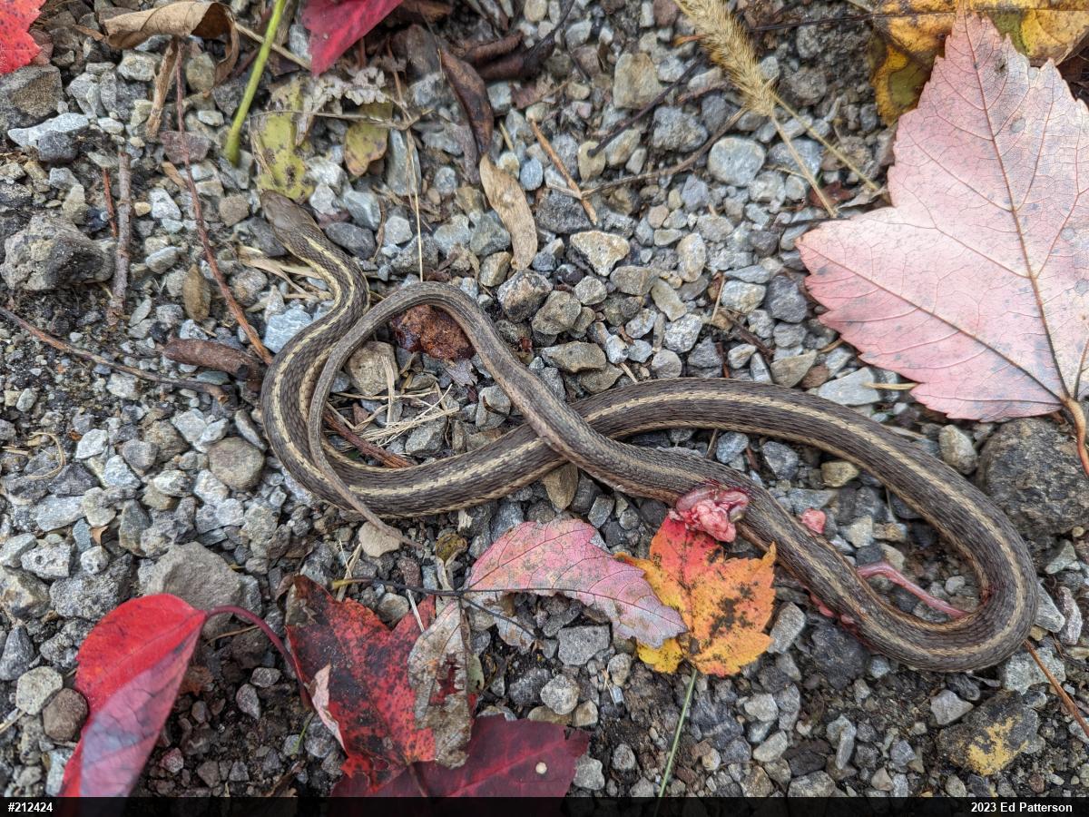 Eastern Gartersnake