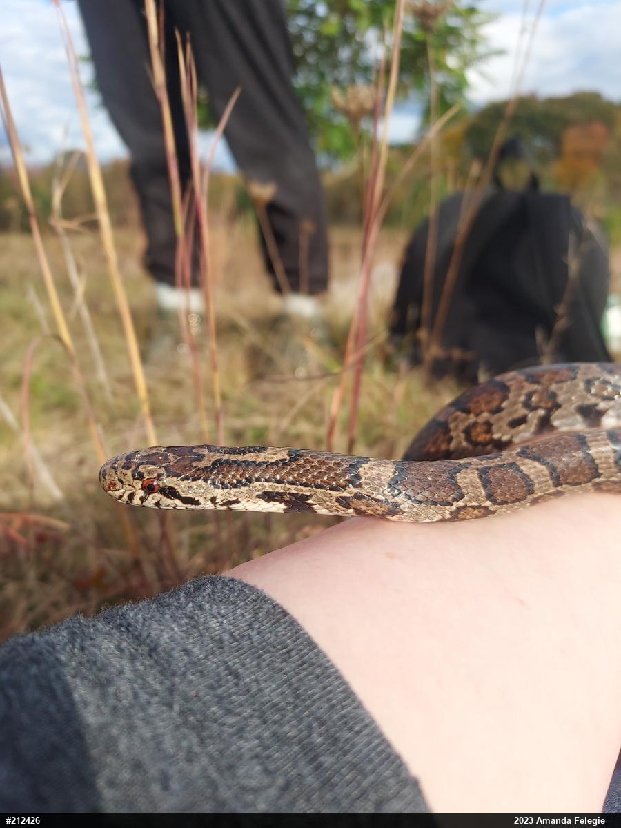 Eastern Milksnake