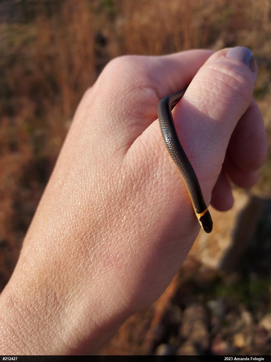 Northern Ring-necked Snake