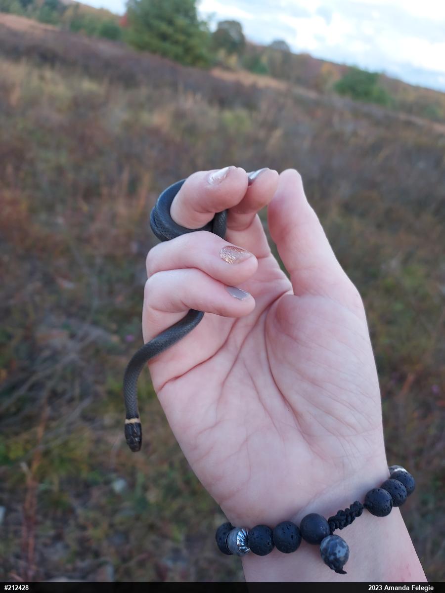 Northern Ring-necked Snake