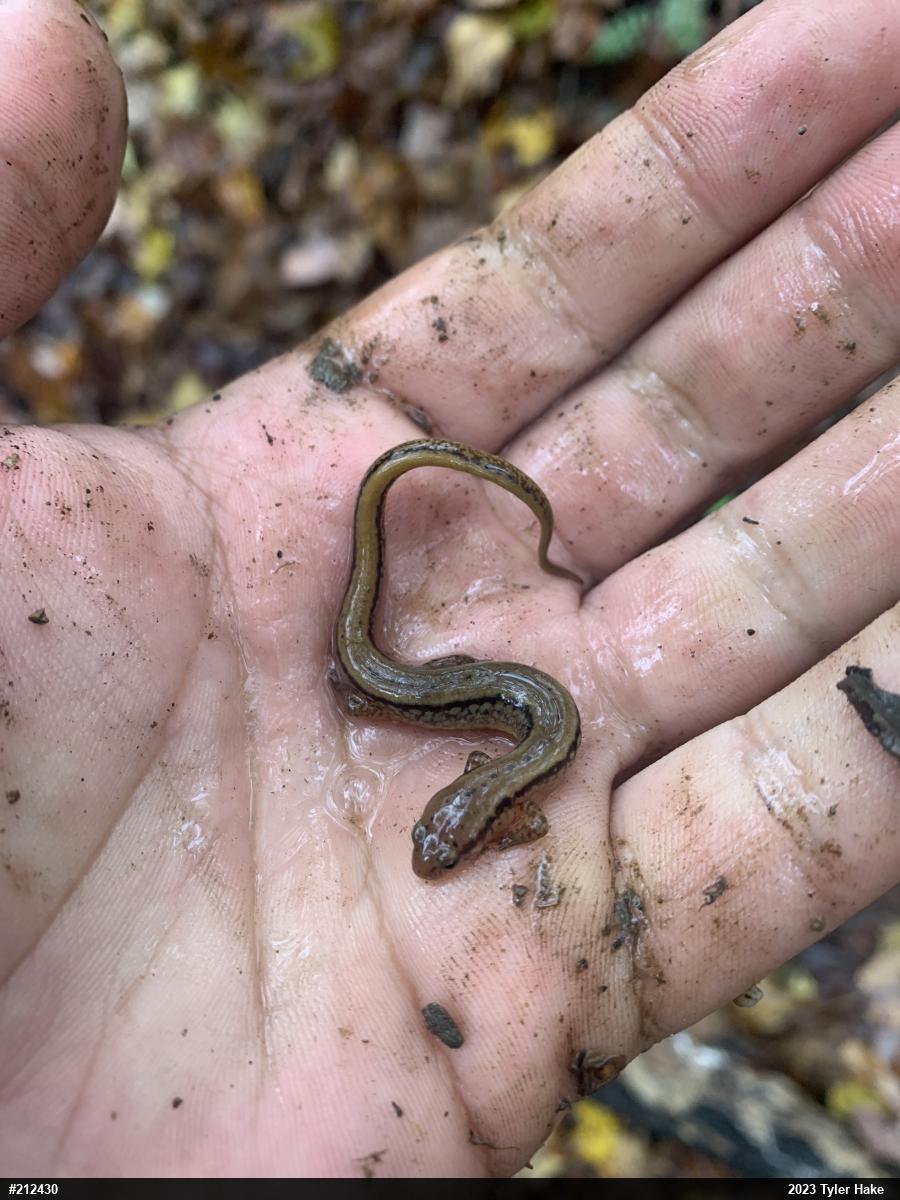 Northern Two-lined Salamander