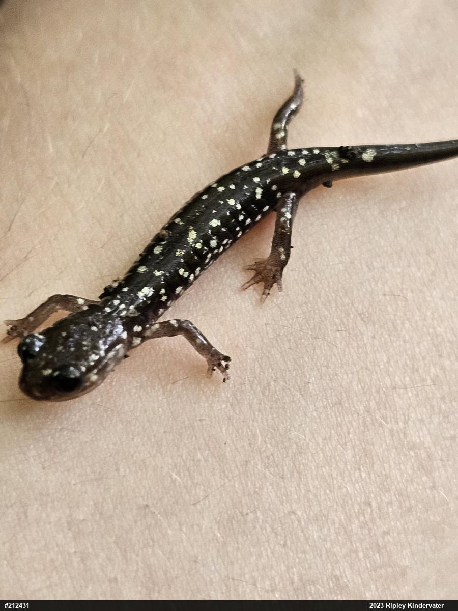 Northern Slimy Salamander