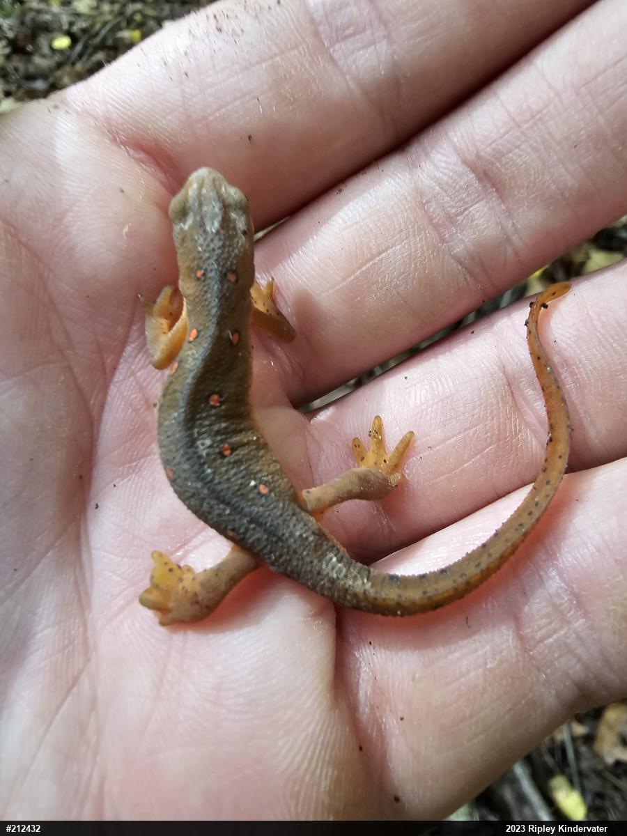 Red-spotted Newt