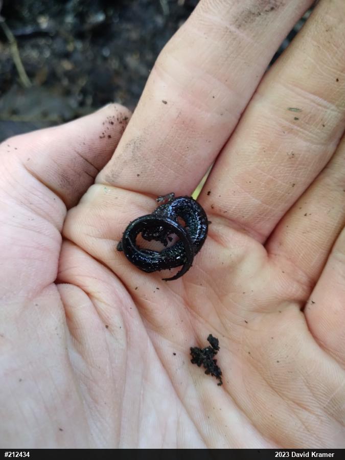 Eastern Red-backed  Salamander