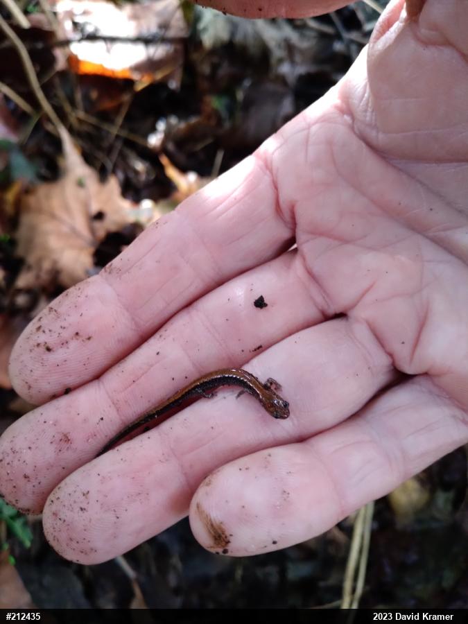 Eastern Red-backed  Salamander