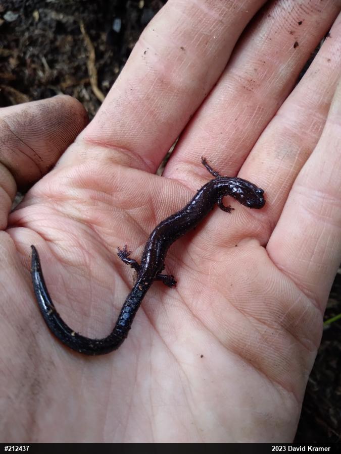 Eastern Red-backed  Salamander