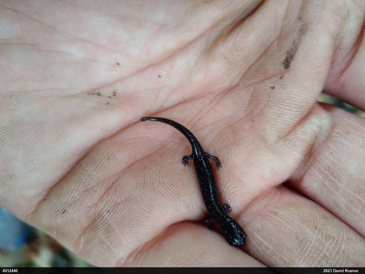 Eastern Red-backed  Salamander