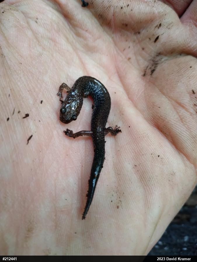 Eastern Red-backed  Salamander