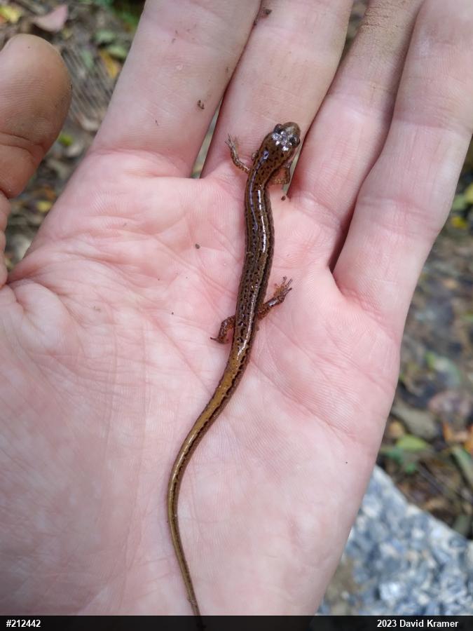 Northern Two-lined Salamander