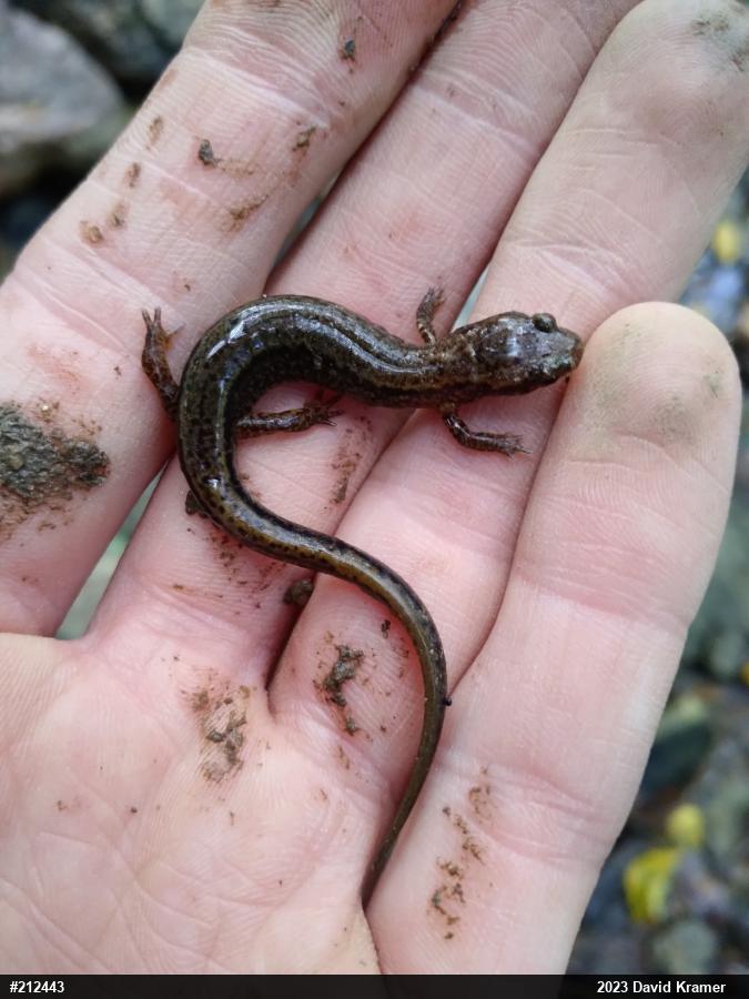 Northern Two-lined Salamander