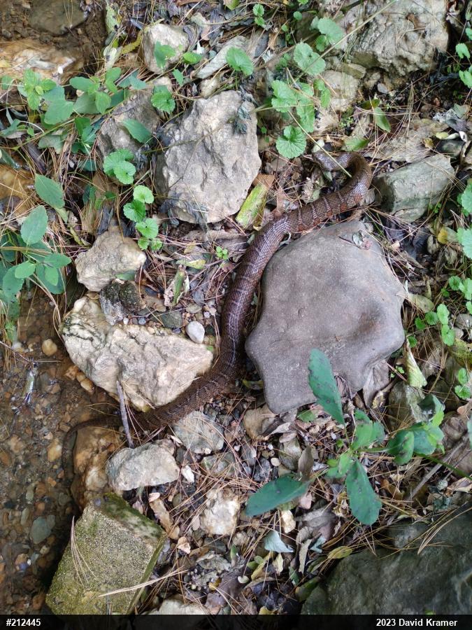 Northern Watersnake