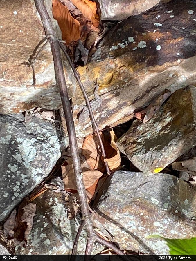 Eastern Fence Lizard