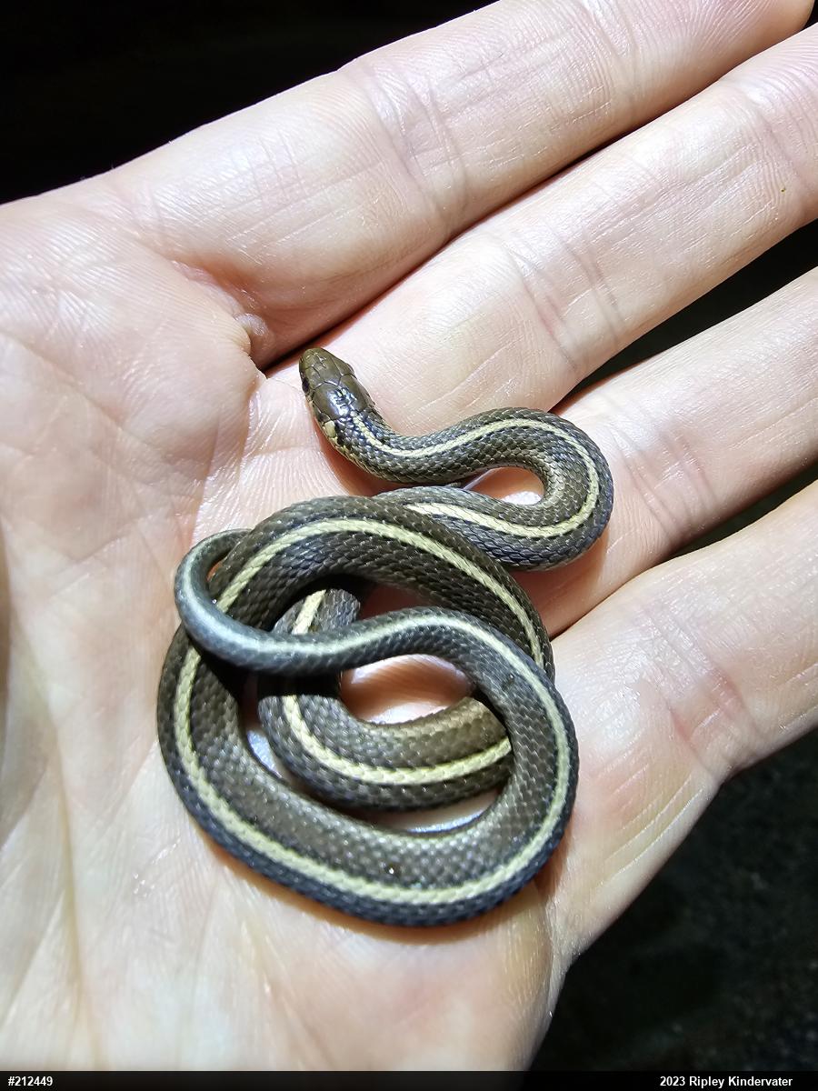 Shorthead Gartersnake