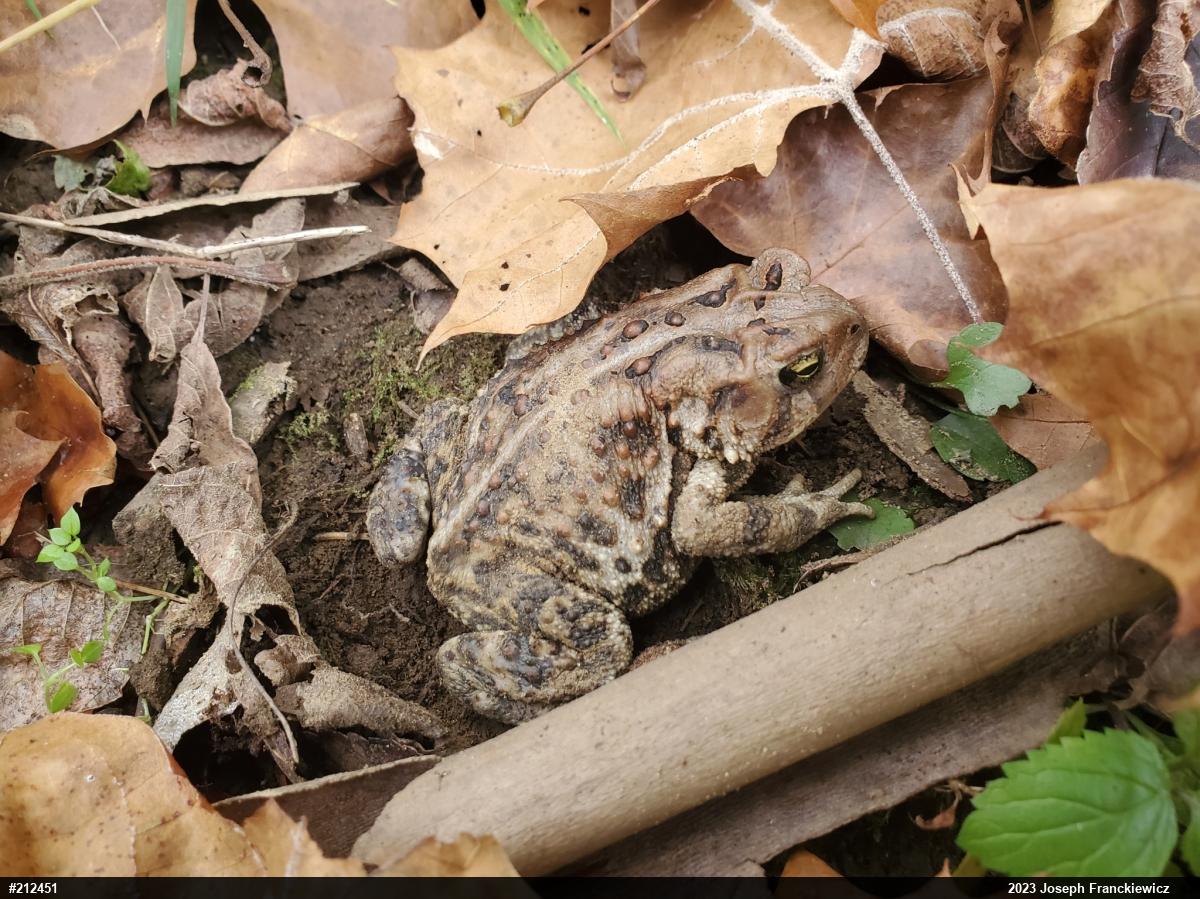 Eastern American Toad