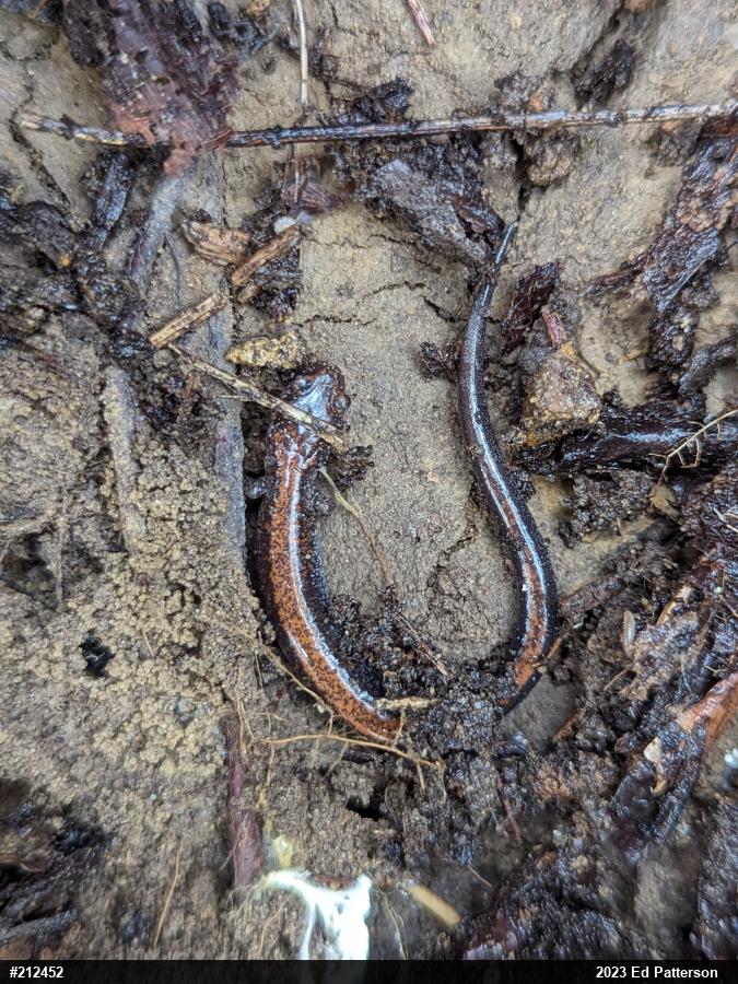 Eastern Red-backed  Salamander