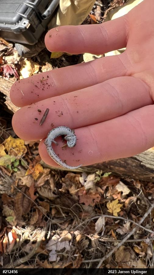 Four-toed Salamander