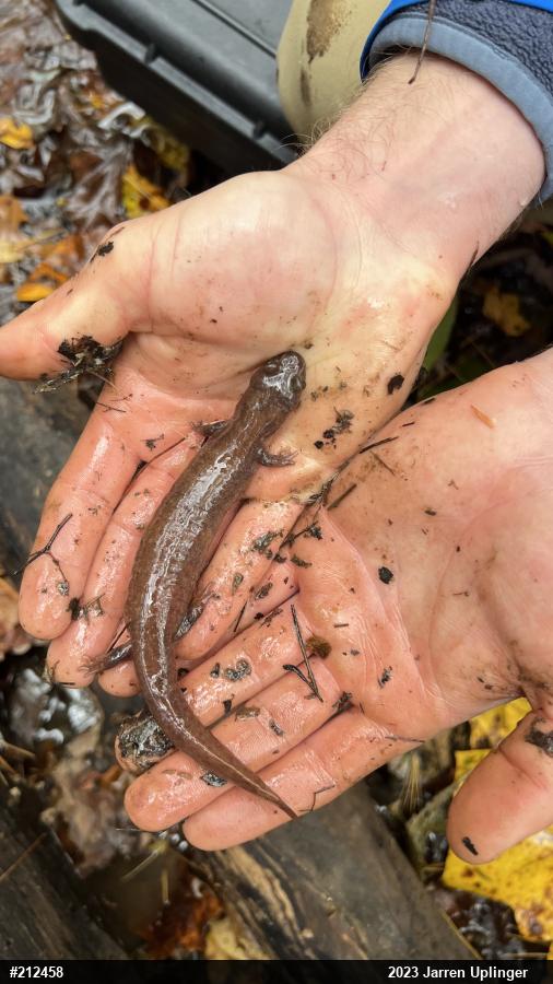 Northern Spring Salamander