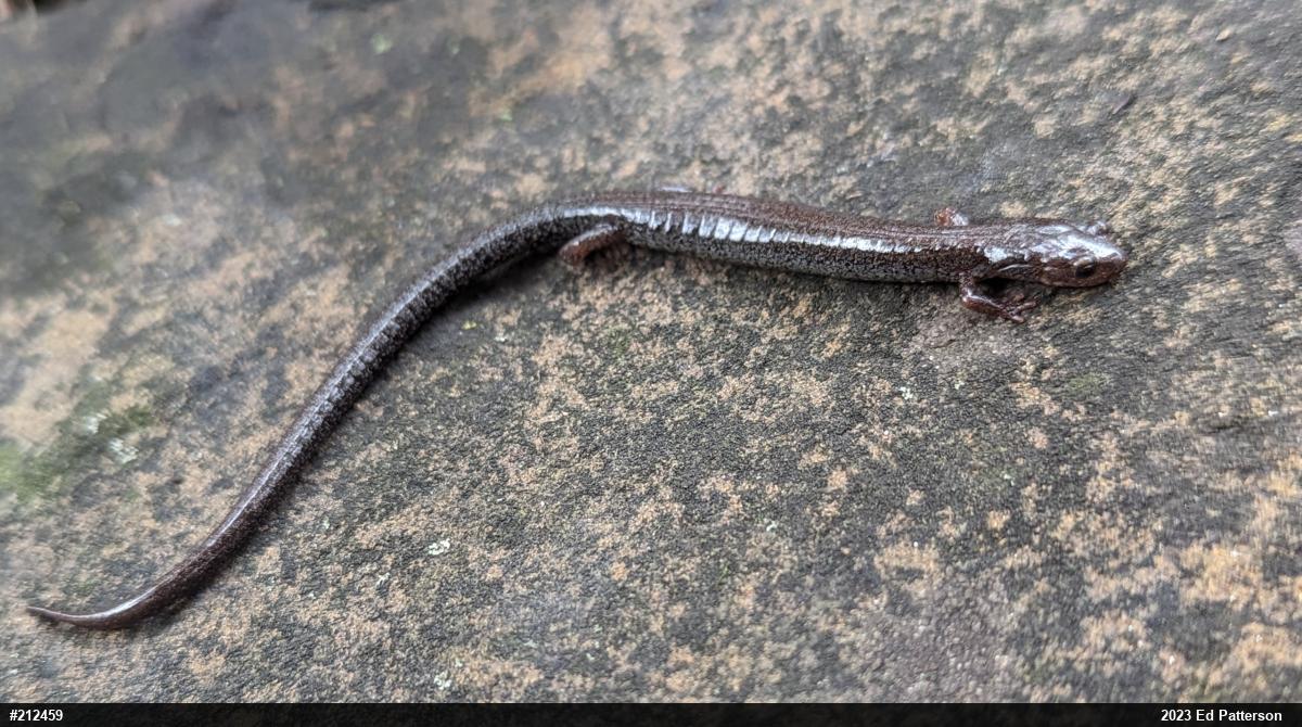 Valley And Ridge Salamander