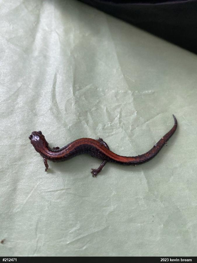 Eastern Red-backed  Salamander