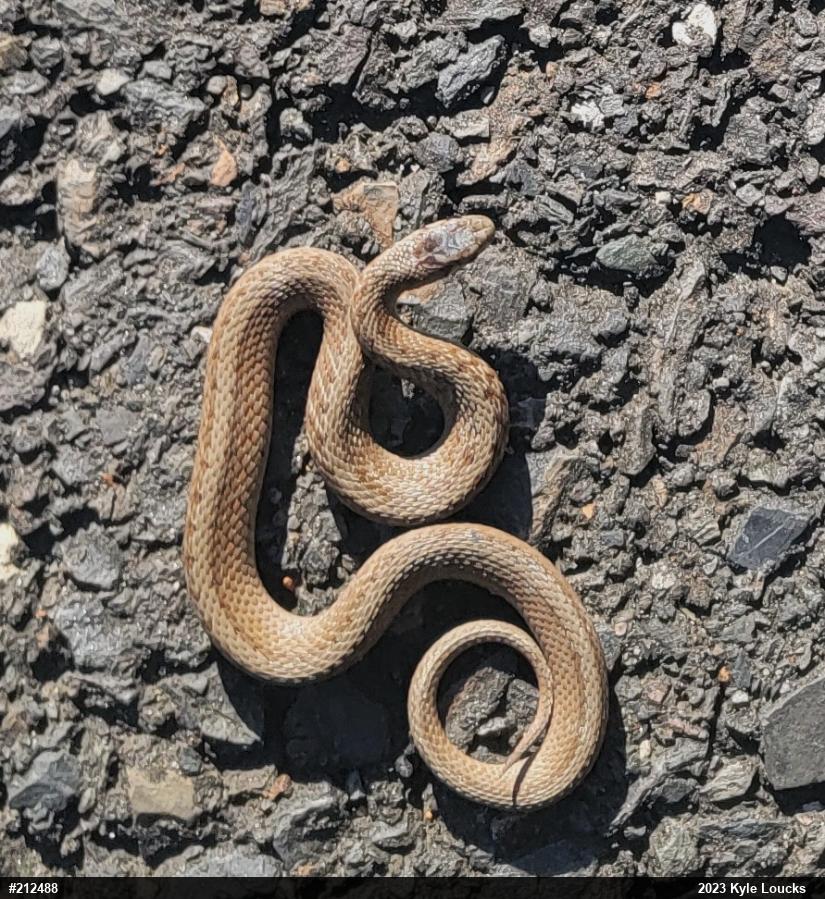 Dekay's Brownsnake