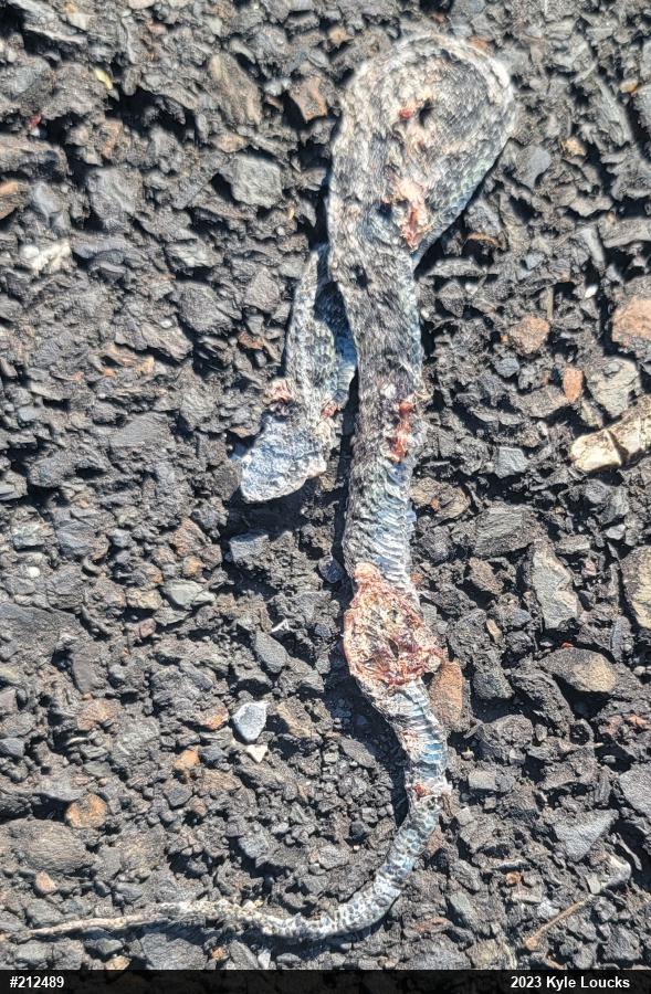 Eastern Gartersnake