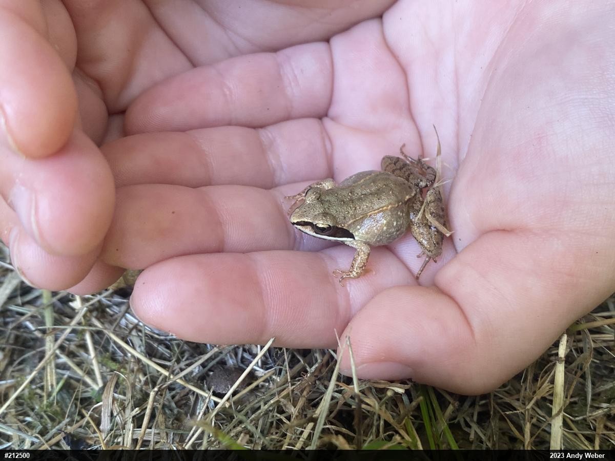 Wood Frog