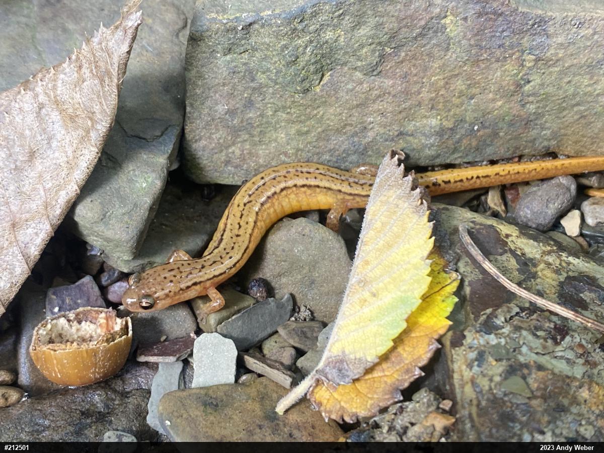 Northern Two-lined Salamander