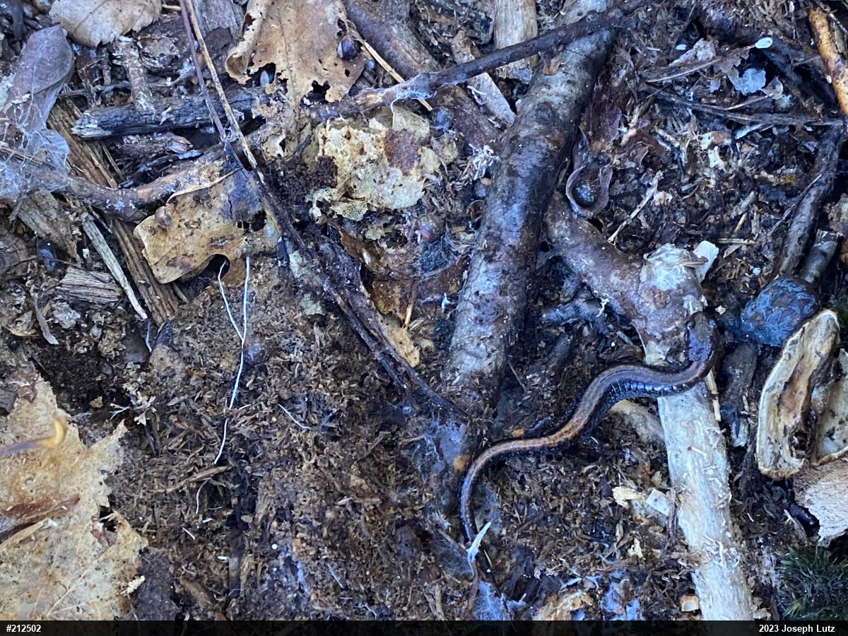 Eastern Red-backed  Salamander