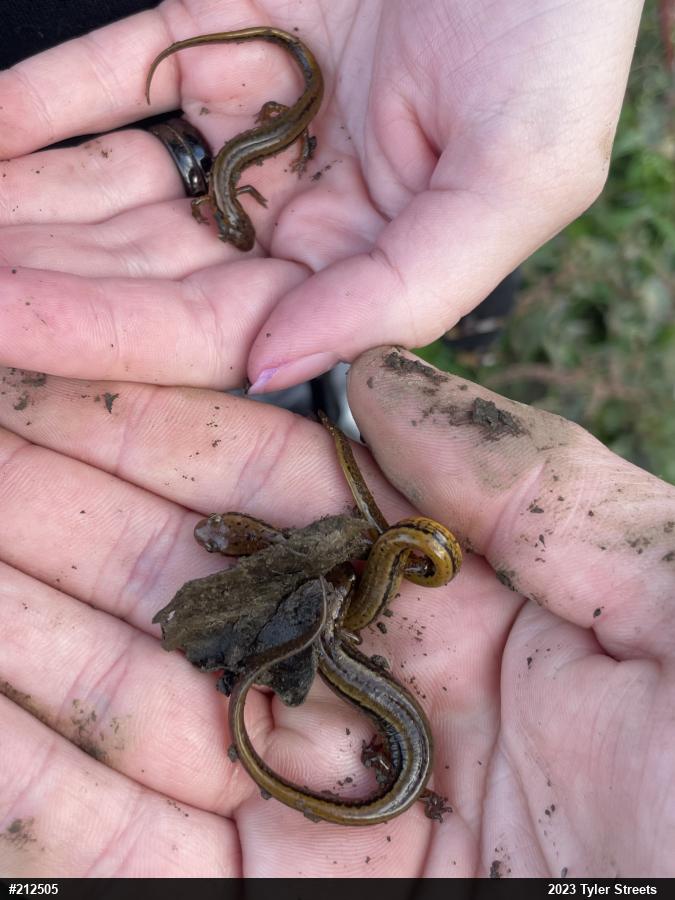Northern Two-lined Salamander