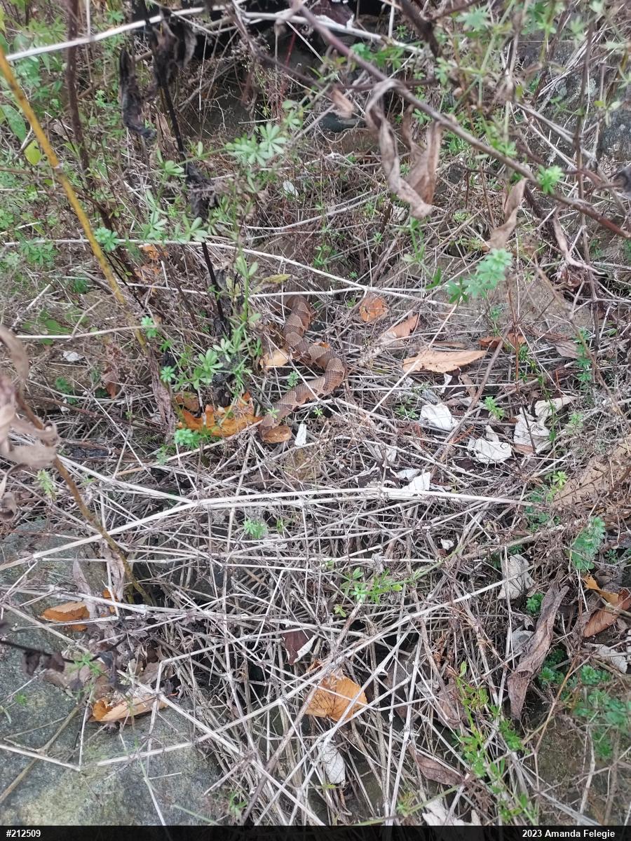 Northern Copperhead