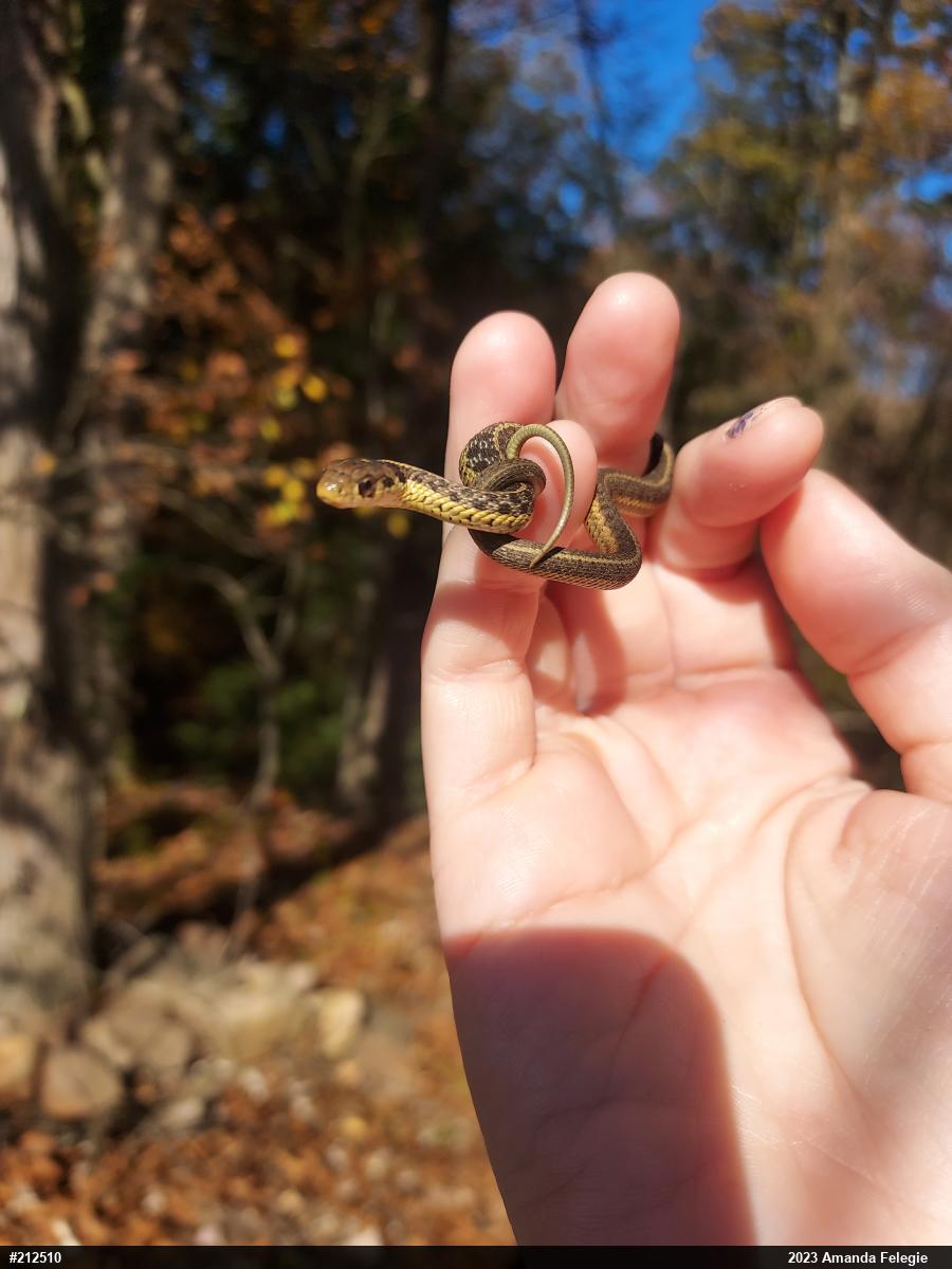 Eastern Gartersnake