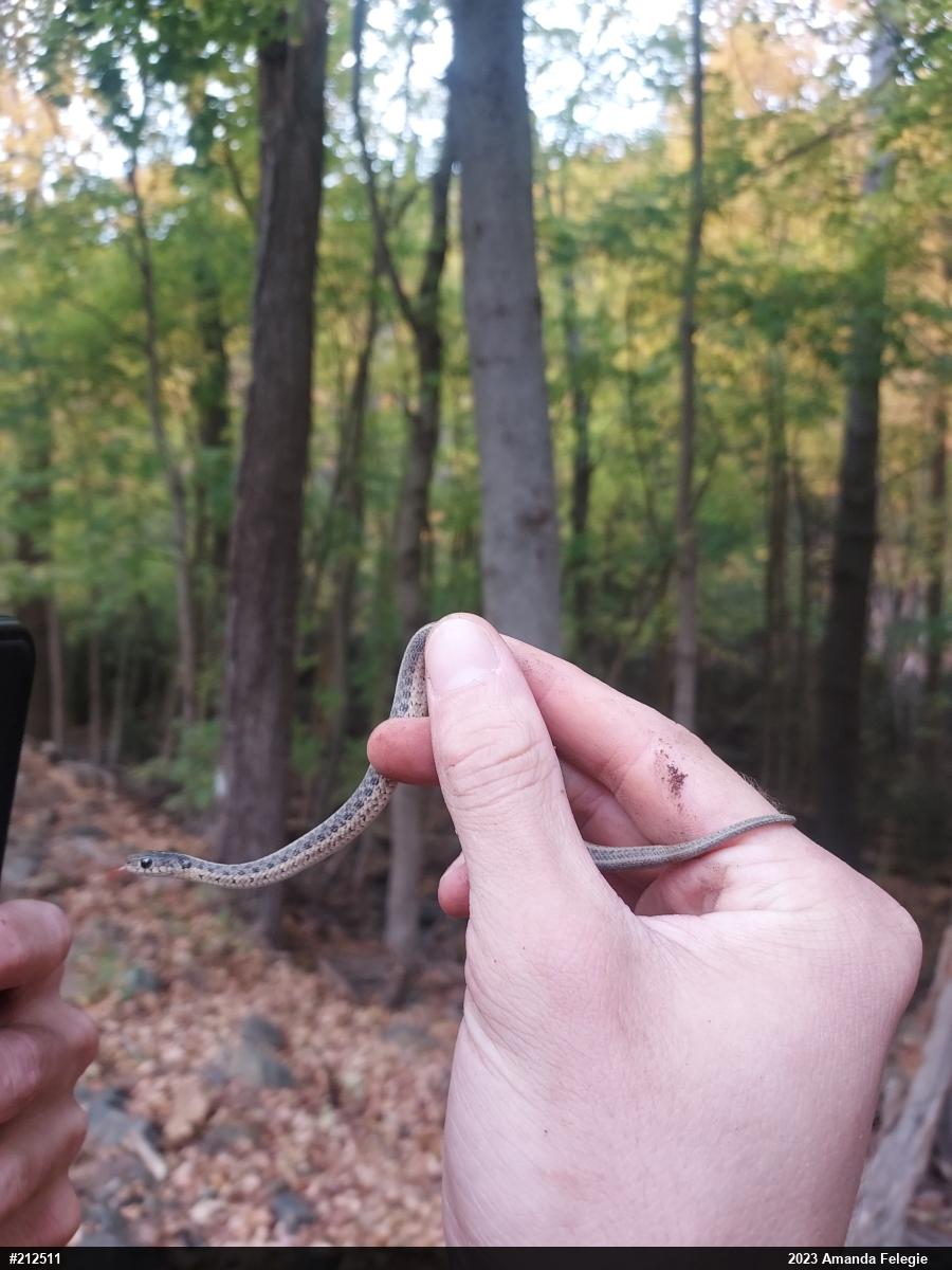 Eastern Gartersnake