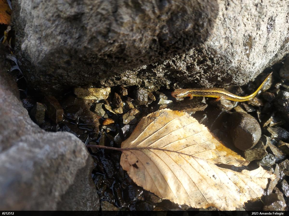 Northern Two-lined Salamander