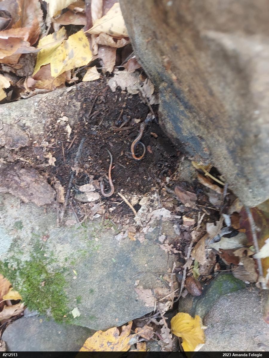 Eastern Red-backed  Salamander