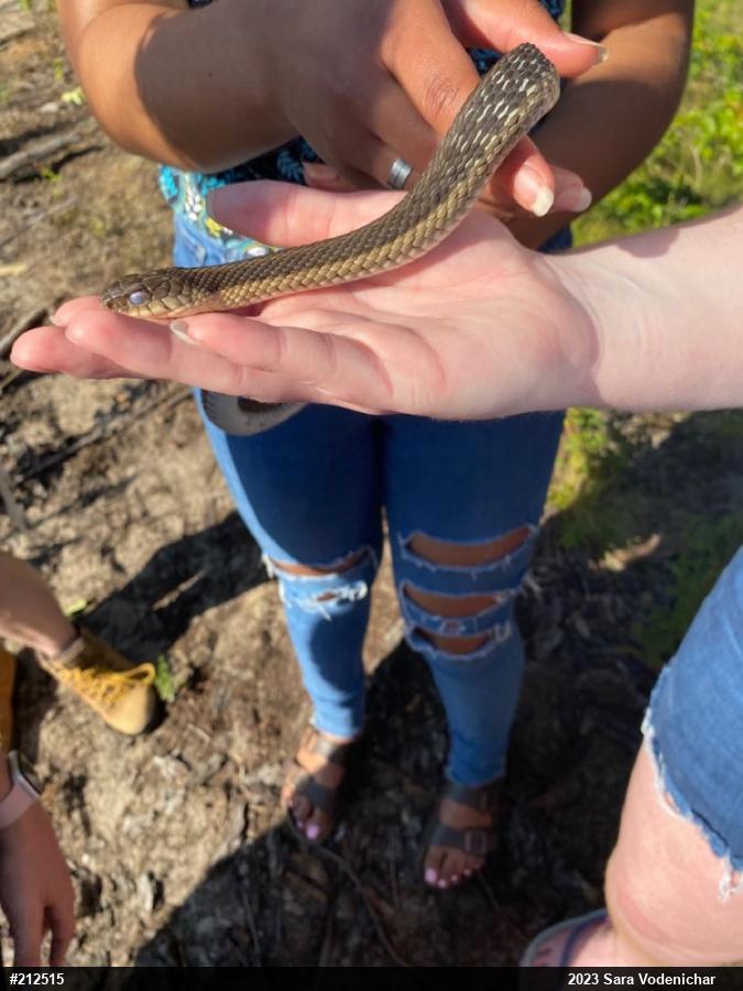 Eastern Gartersnake