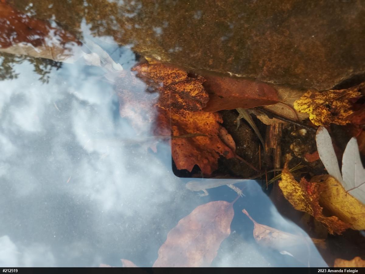 Red-spotted Newt