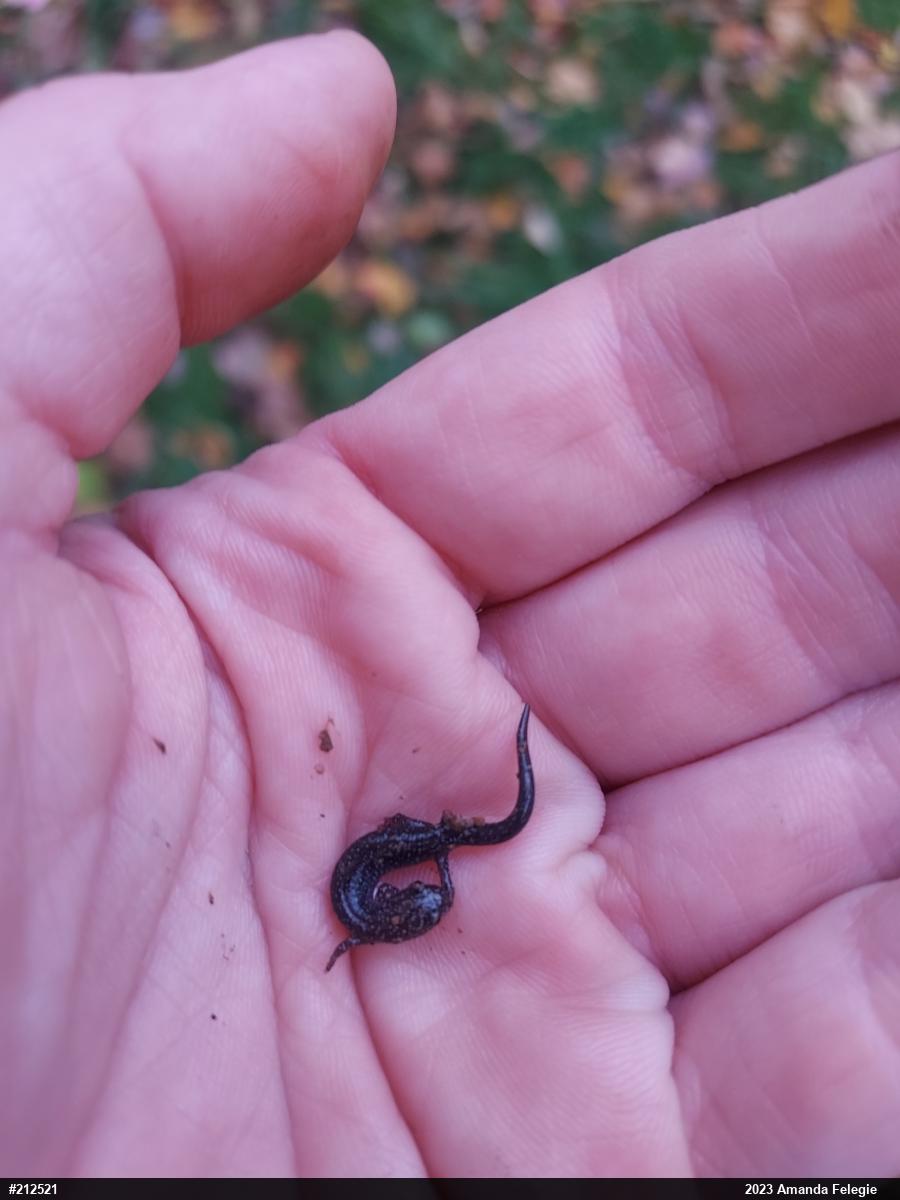 Eastern Red-backed  Salamander