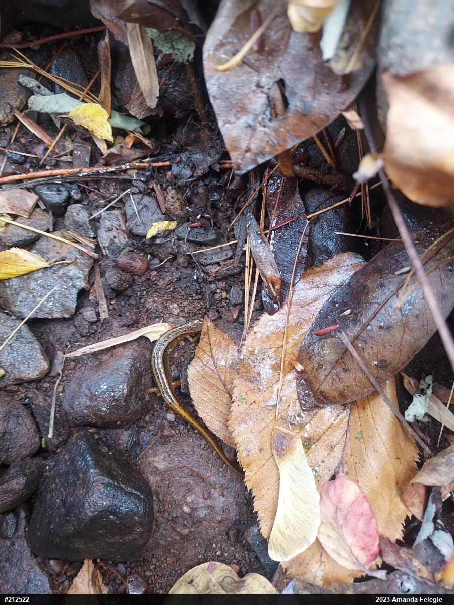 Northern Two-lined Salamander