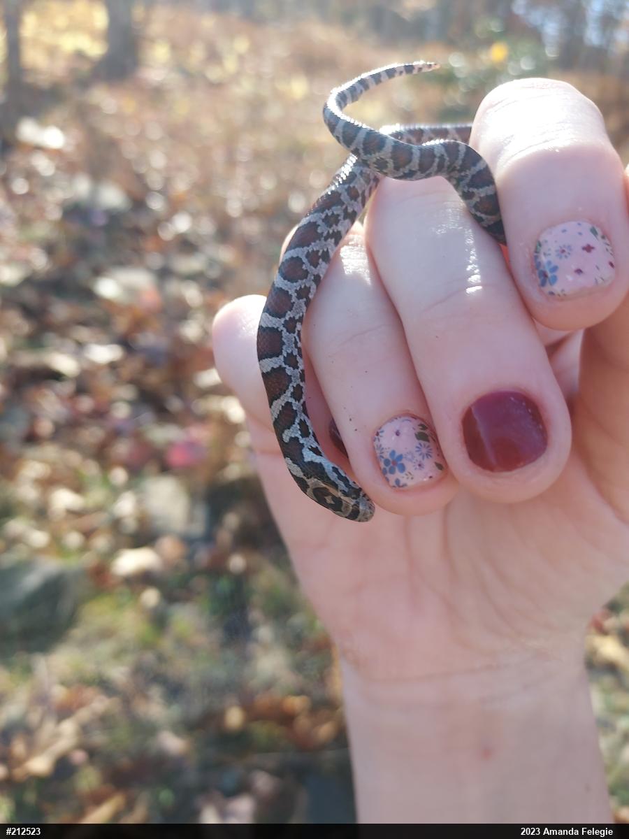Eastern Milksnake