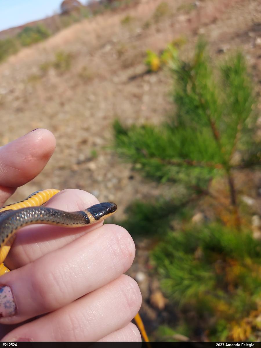 Northern Ring-necked Snake