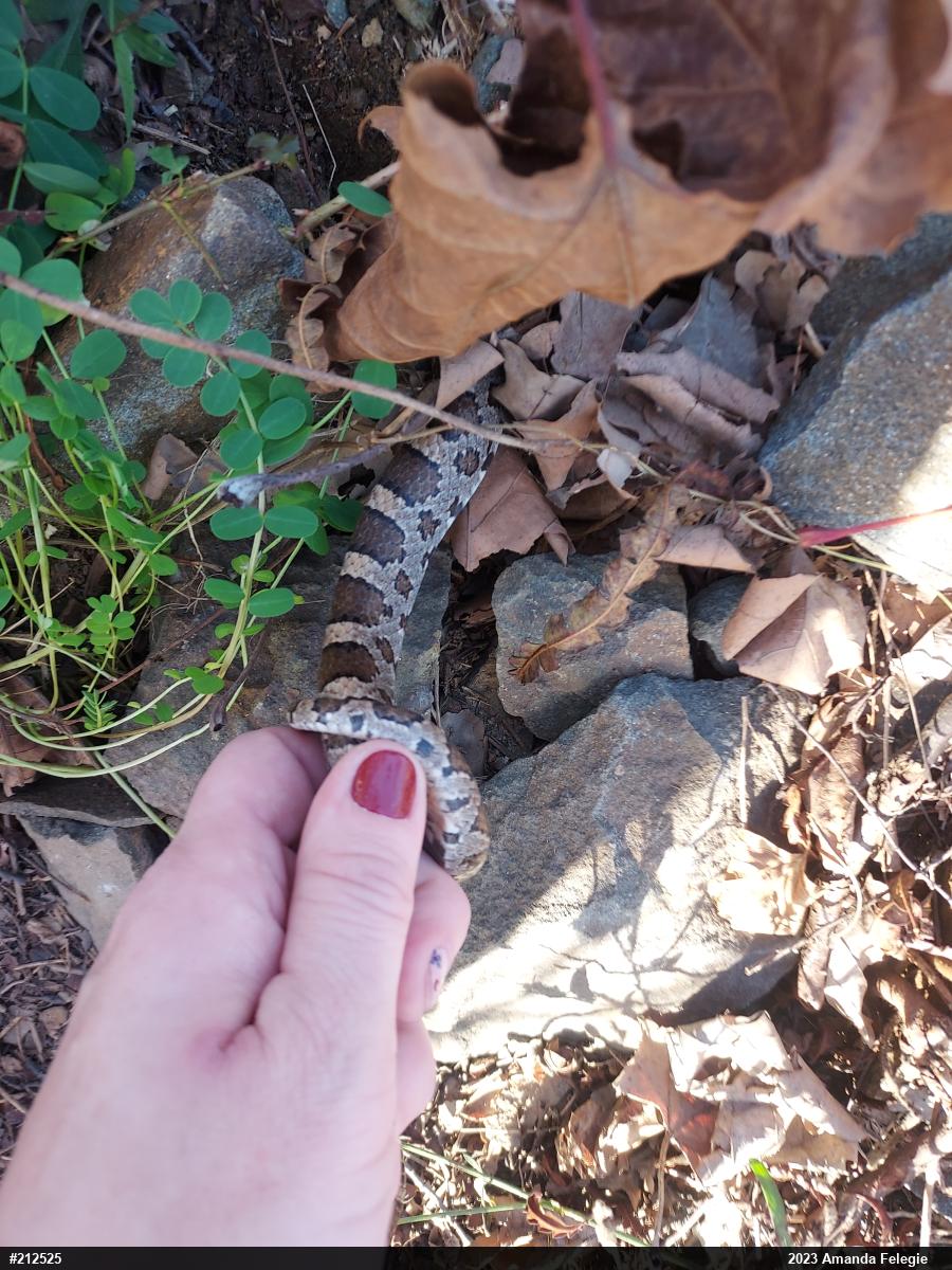 Eastern Milksnake