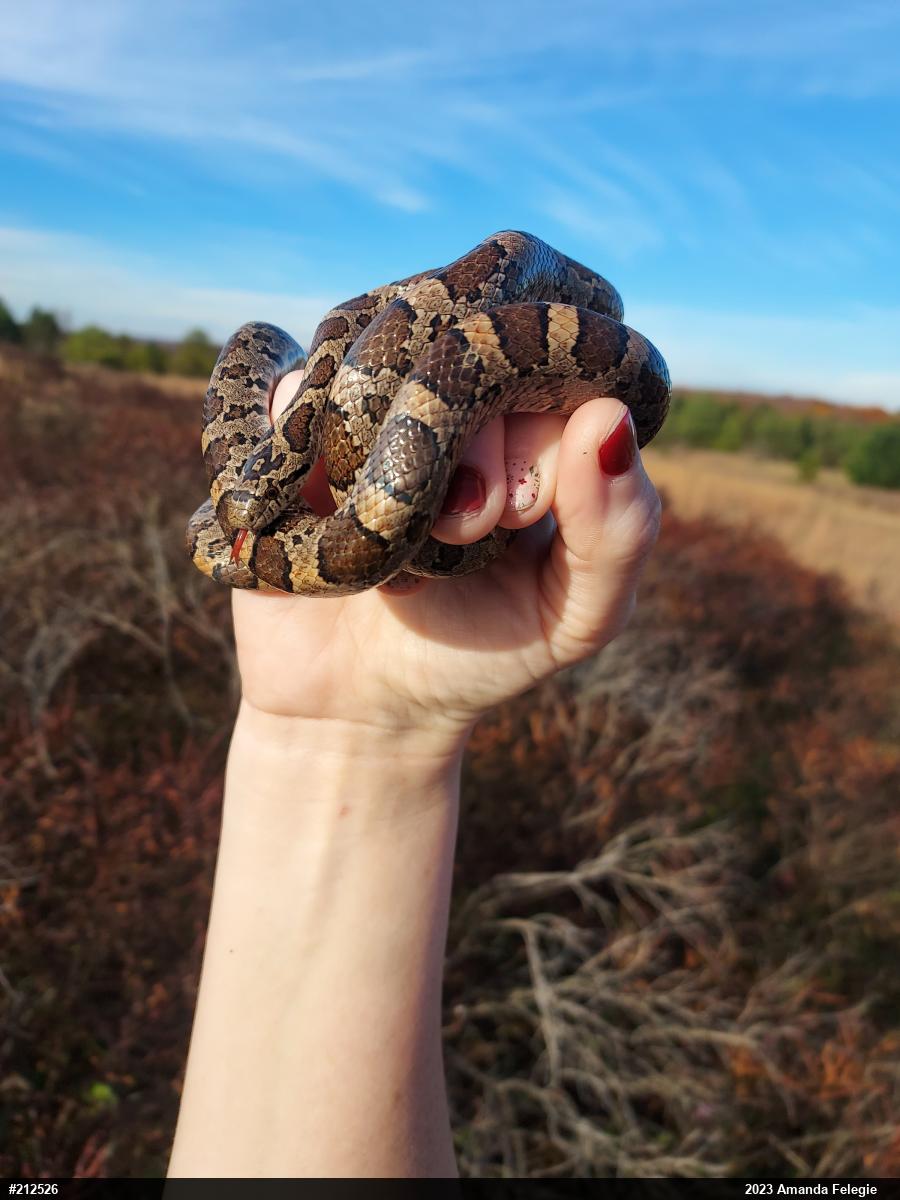 Eastern Milksnake