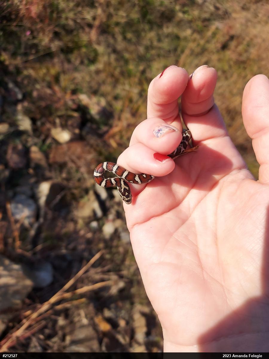 Eastern Milksnake