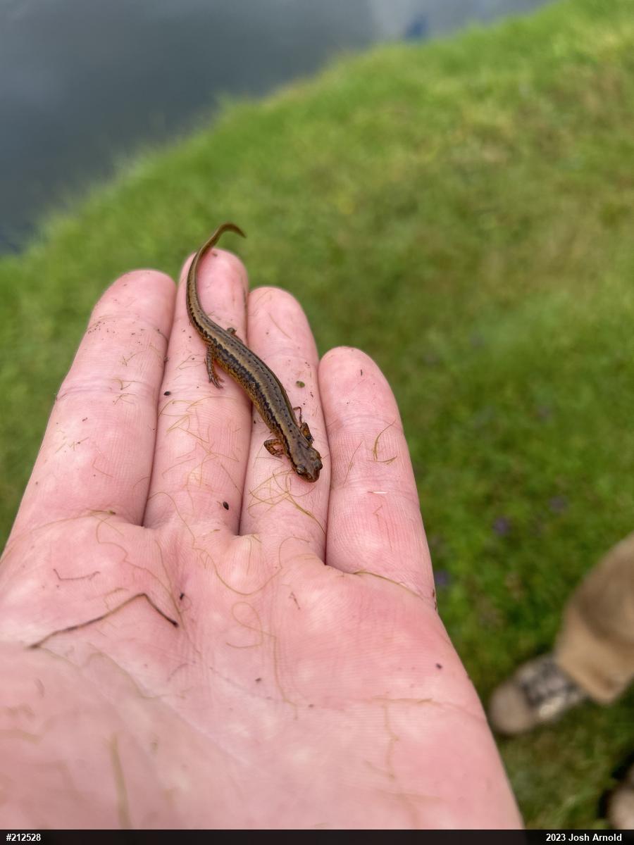 Northern Two-lined Salamander