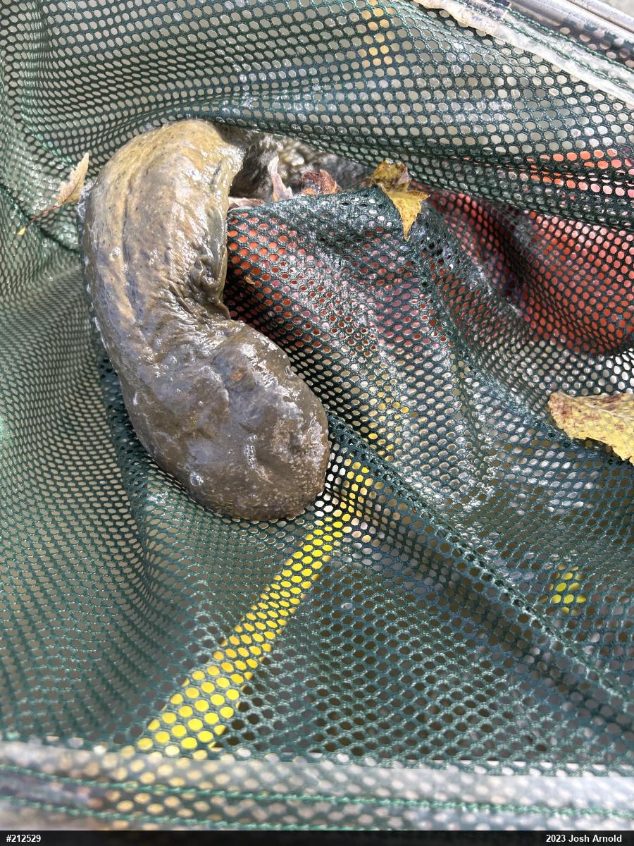 Eastern Hellbender
