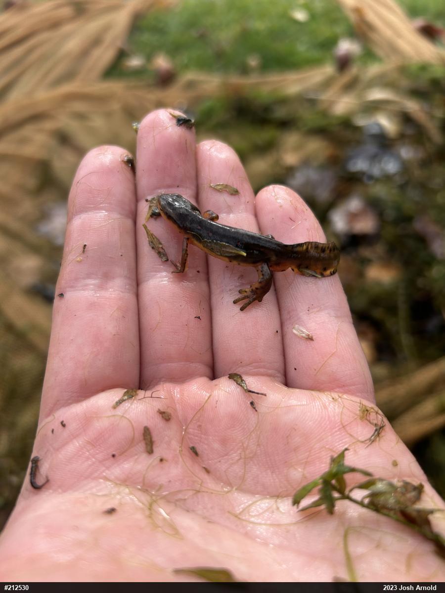 Red-spotted Newt