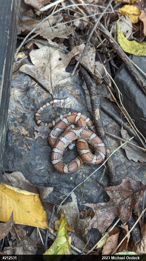 Eastern Milksnake