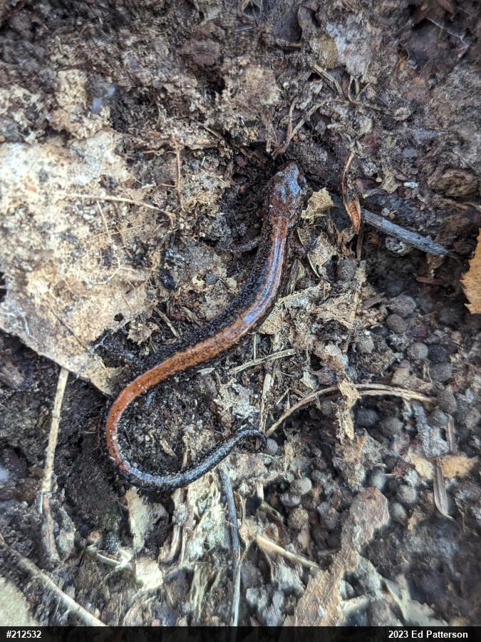 Eastern Red-backed  Salamander