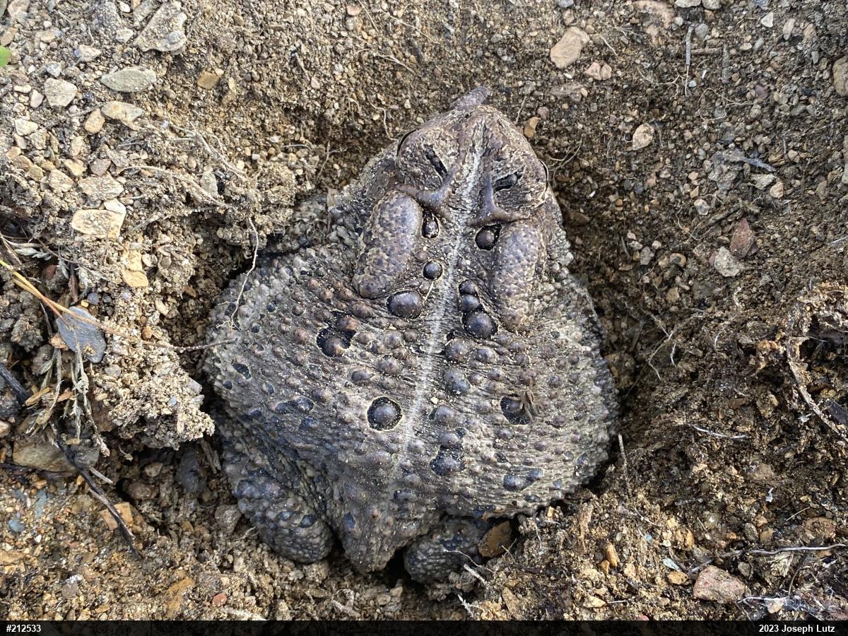 Eastern American Toad